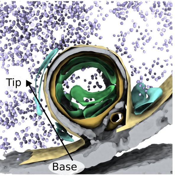 Cryo-ET of the atonosome, a new cellular compartment